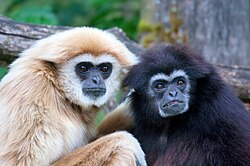 Pair of white-handed gibbons