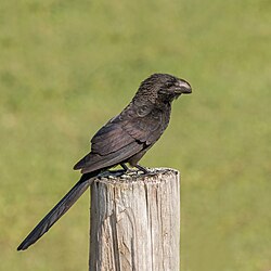 The smooth billed ani.
