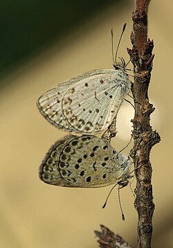 Mating in Osaka, Japan