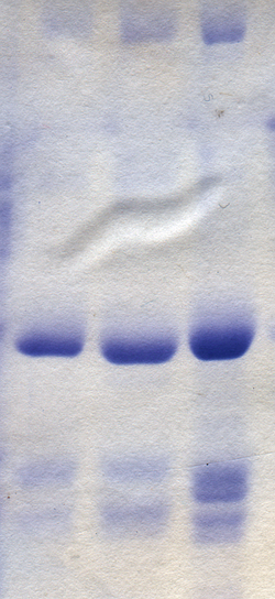 Proteins stained on a PAGE gel using Coomassie blue dye