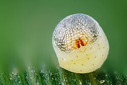 Butterfly embryo / caterpillar visible through transparent eggshell
