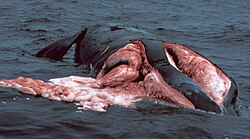 A right whale sliced on both sides after colliding with a boat. A large amount of its flesh is visible as well as the intestines floating in the water
