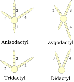Four types of bird feet(right foot, top is front)