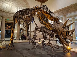 A Tyrannosaurus mounted next to a Triceratops at the Los Angeles Natural History Museum