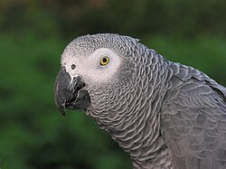 Congo grey parrot, (Psittacus erithacus)