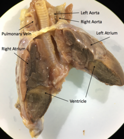 Juvenile iguana heart bisected through the ventricle, bisecting the left and right atrium