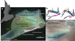 Specialised anatomy of the microchiropteran bat larynx (Daubenton's bat)