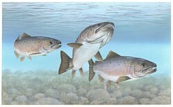 Atlantic salmon are among the largest salmon species.