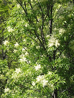 Fraxinus ornus