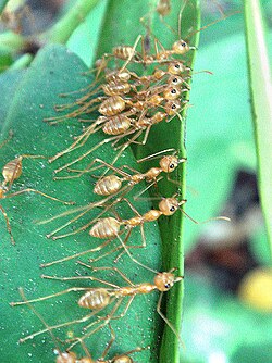 Weaver ants, here collaborating to pull nest leaves together, can be considered eusocial, as they have a permanent division of labor.