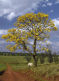The araguaney (Handroanthus chrysanthus), Venezuela's national tree.