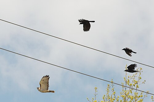 American crows (Corvus brachyrhynchos) mobbing a red-tailed hawk (Buteo jamaicensis)
