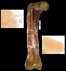 T. rex femur (MOR 1125) from which demineralized matrix and peptides (insets) were obtained