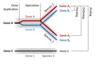 Top: An ancestral gene duplicates to produce two paralogs (Genes A and B). A speciation event produces orthologs in the two daughter species. Bottom: in a separate species, an unrelated gene has a similar function (Gene C) but has a separate evolutionary origin and so is an analog.