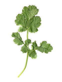 Oddly pinnate, pinnatifid leaves (Coriandrum sativum, coriander or cilantro)