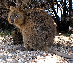 A female quokka with a joey