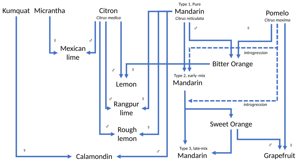 Many citrus fruits are hybrids.[6] The tangerine is either a variety of mandarin, or a hybrid of mandarin and pomelo.