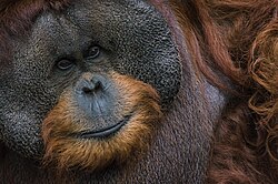 Male Bornean orangutan in Taman Safari park