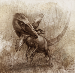 Sinocalliopteryx preying on Confuciusornis, as indicated by stomach contents of the former