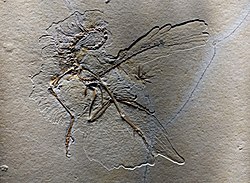 The eleventh specimen
