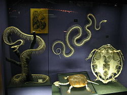 The skeletons of snakes are radically different from those of most other reptiles (as compared with the turtle here, for example), consisting almost entirely of an extended ribcage.