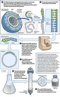 Making of a DNA vaccine. Iwasaki investigated how DNA vaccination elicit an immune response.