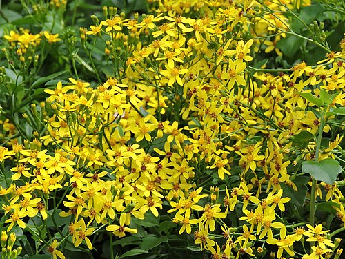 The twining succulent Senecio angulatus is used for its cut flowers,[46] despite being an invasive weed in some places, such as Victoria, Australia and New Zealand.[47]