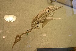 Mounted skeleton at the American Museum of Natural History