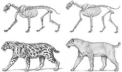 Skeleton and life appearance of Smilodon (left) compared to that of fellow machairodont Homotherium (right), by Antón