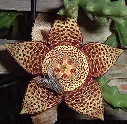 House fly landing on a flower of Orbea variegata.