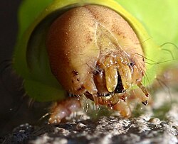 Face of a caterpillar with the mouthparts showing