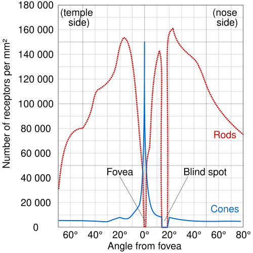 Distribution of rods and cones along a line passing through the fovea and the blind spot of a human eye[13]