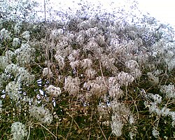 Seed heads of C. vitalba growing in a hedge, showing why it is known colloquially as "old man's beard"