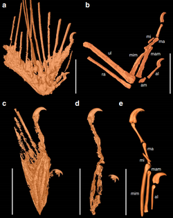 Mummified enantiornithean wing (of an unknown genus) from Cenomanian amber from Myanmar