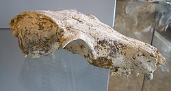 Nyctereutes megamastoides fossil skull