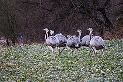 A flock of rhea in Lenschow, Mecklenburg-Vorpommern.