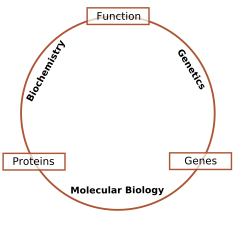 Schematic relationship between biochemistry, genetics and molecular biology