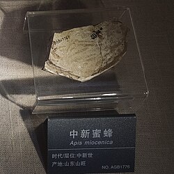 †A. miocenica