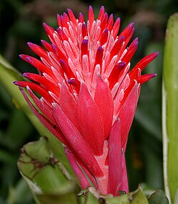 Billbergia pyramidalis of family Bromeliaceae