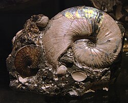 Various species of ammonites