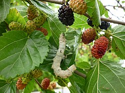 A silkworm, Bombyx mori, feeding on a mulberry tree