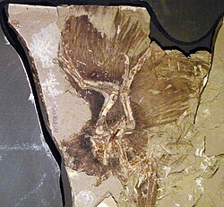 Fossil of an Anchiornis, showing large preserved feather imprints