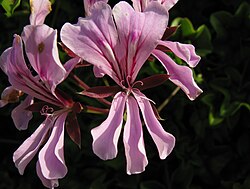 Pelargonium peltatum flowers resemble those of geraniums, but are conspicuously zygomorphic.
