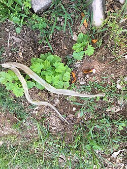 Shed skin of a snake