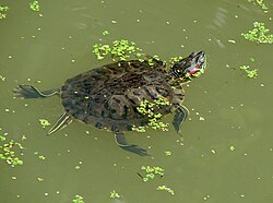 Red-eared slider taking a gulp of air