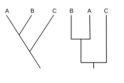 Two vertical cladograms, the root at the bottom