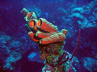 Demosponges can also have siliceous spicules. Some species obtain silica for building spicules by ingesting diatoms.[2]