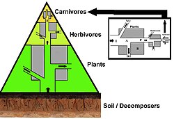 A three layer trophic pyramid linked to the biomass and energy flow concepts.