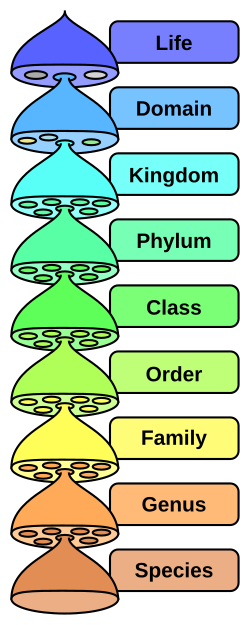 The hierarchy of biological classification's eight major taxonomic ranks. A genus contains one or more species. Minor intermediate ranks are not shown.