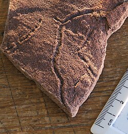 An Ediacaran trace fossil, made when an organism burrowed below a microbial mat